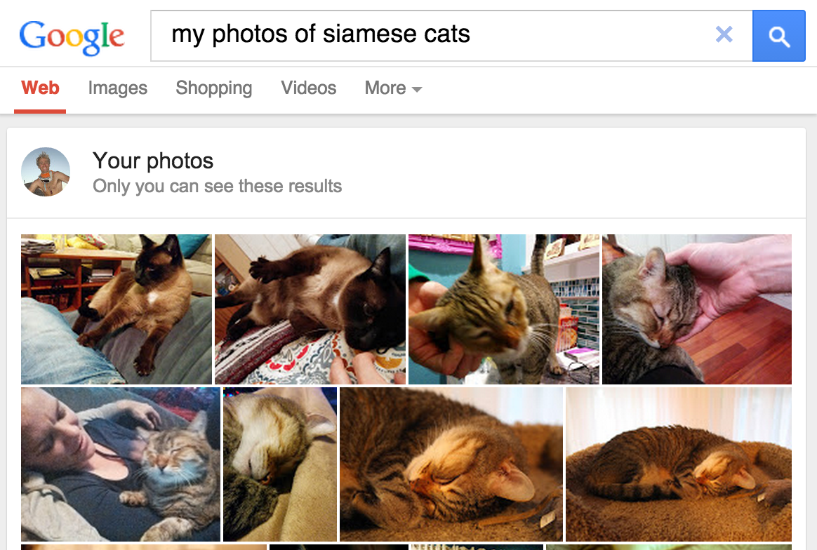 képernyőkép a Google Fotókból, amely a Siamesecats keresését mutatja