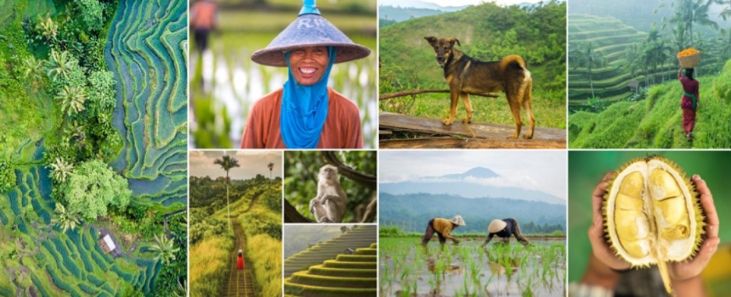 Contoh terbaik di kelasnya - sawah