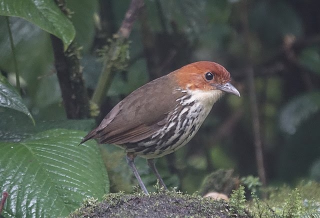 Figure 4- Chestnut-crowned Antpitta Image of a Chestnut-crowned Antpitta