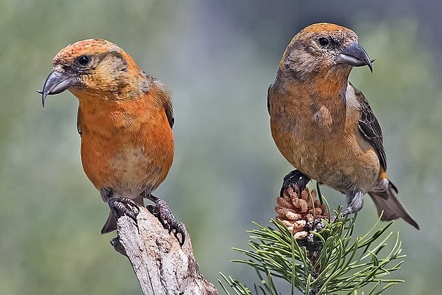Figure 2- Red Crossbill Image of the Red Crossbill species of bird by Elaine Wilson.