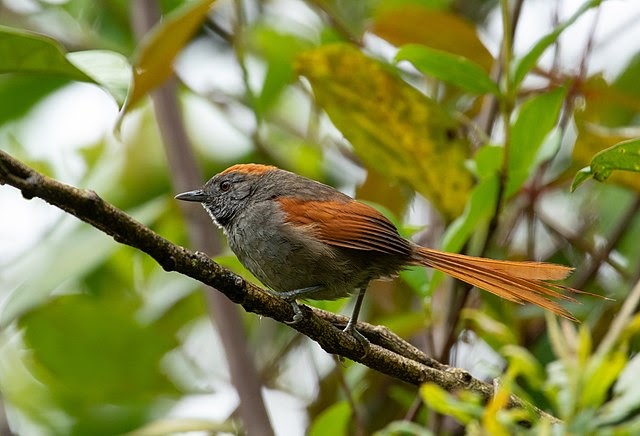 Figure 5- Azara's Spinetail Image of an Azara's Spinetail bird.