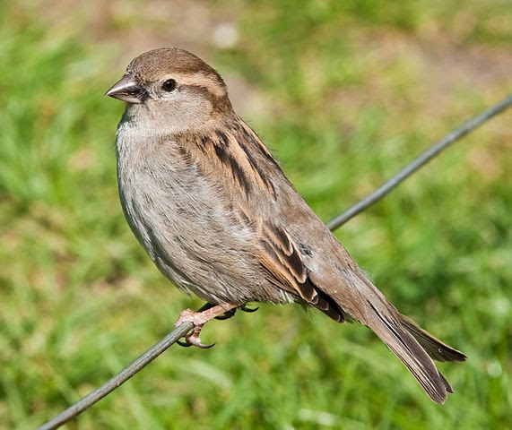 Image of the House Sparrow species of bird by Alejandro Bayer Tamayo from Armenia, Colombia. 