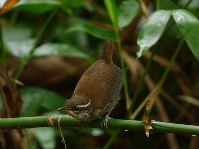 Image of a White-breasted Wood-Wren, author unknown.