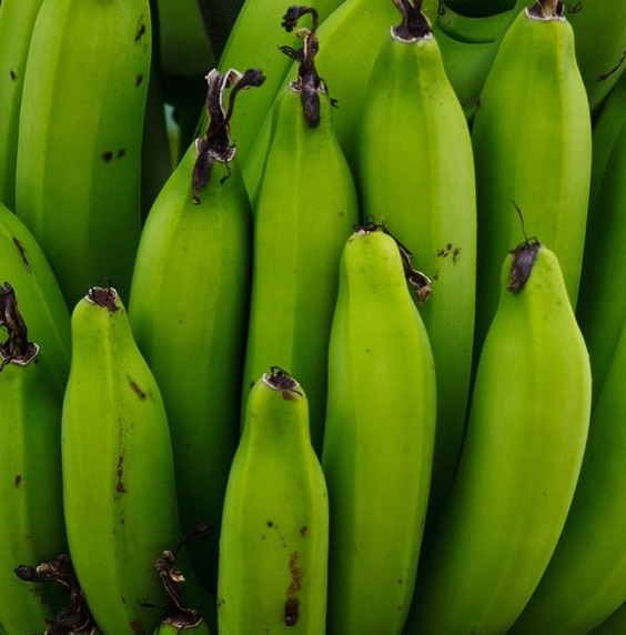 Un régime de bananes vertes