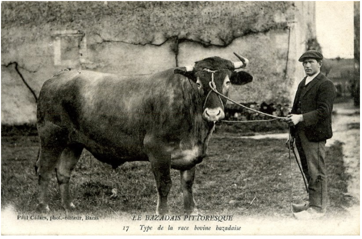 An old, old photograph of an ox.