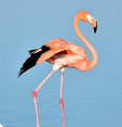 Image of a flamingo.