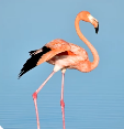 Image d'un flamant rose.
